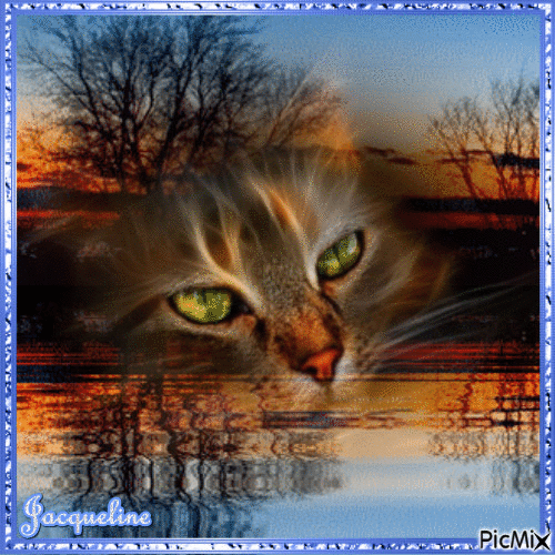 superbes yeux de chat sur un sublime reflet - Animovaný GIF zadarmo