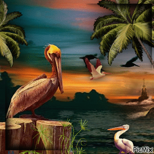 Der Pelikan - Darmowy animowany GIF
