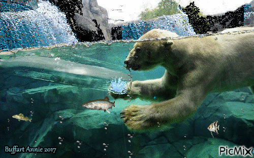 l'ours dans l'eau - 無料のアニメーション GIF