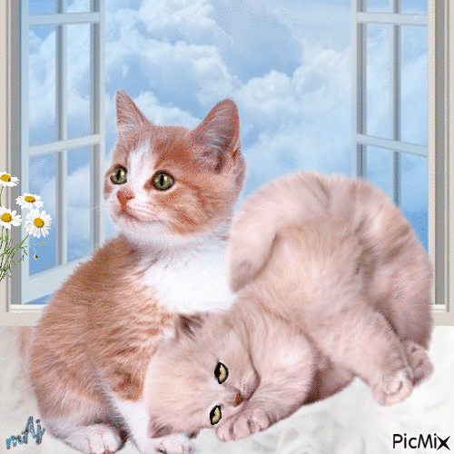 Concours "Nos amis les chats" - GIF animado gratis