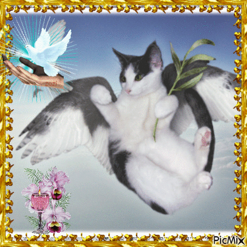 Angel Kitten - GIF animado grátis