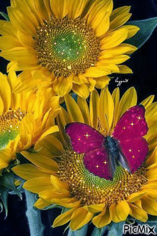 Sunflowers - Gratis animerad GIF