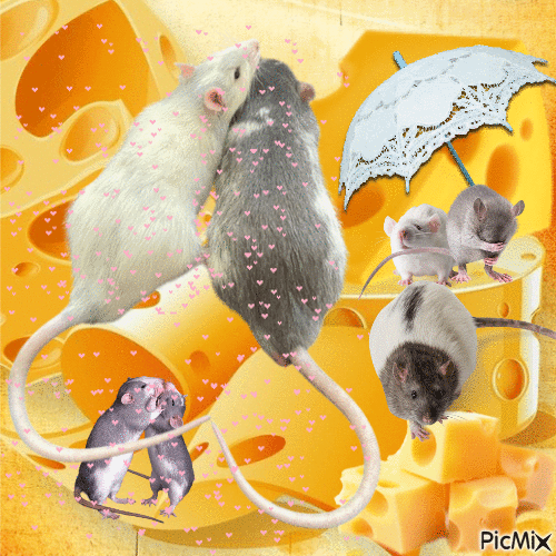 Rats in love - Free animated GIF