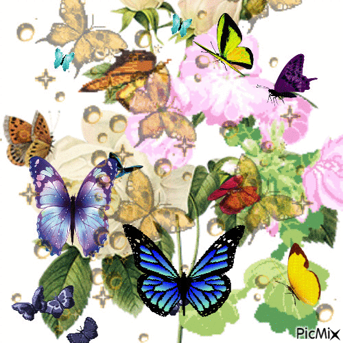 butterfly - Animovaný GIF zadarmo