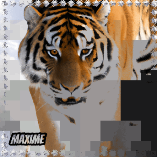 Tigre d hivers2 - GIF animé gratuit