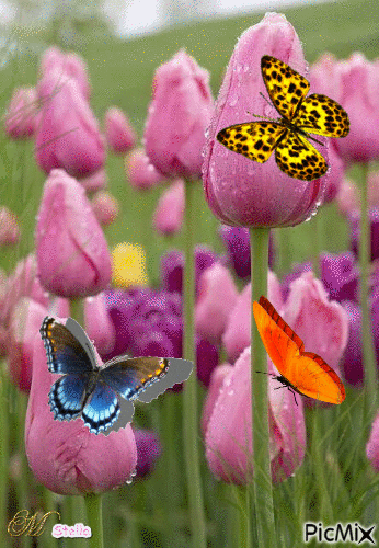 tulipani - Free animated GIF