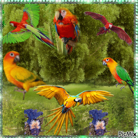 Perroquets - Gratis geanimeerde GIF