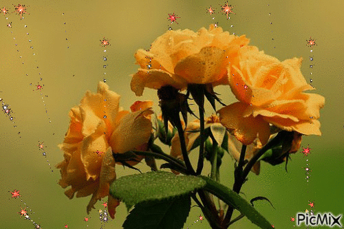 rózsa1 - Darmowy animowany GIF