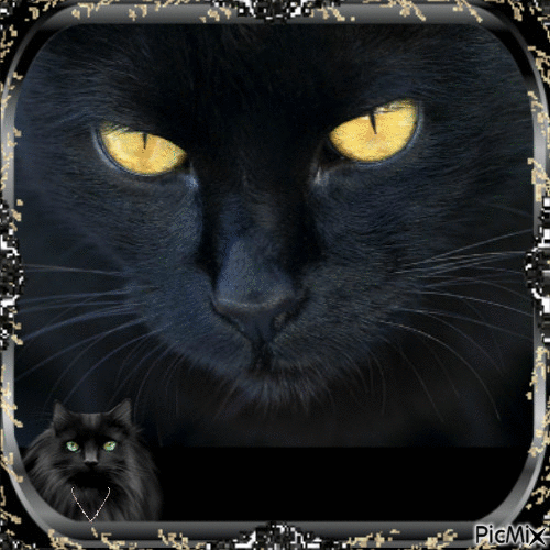 Chat noir !!!! - GIF animé gratuit