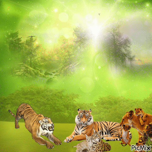tijger - Zdarma animovaný GIF