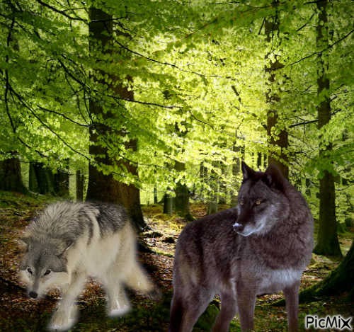 les loups concours - Free PNG