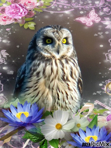 OWL - kostenlos png