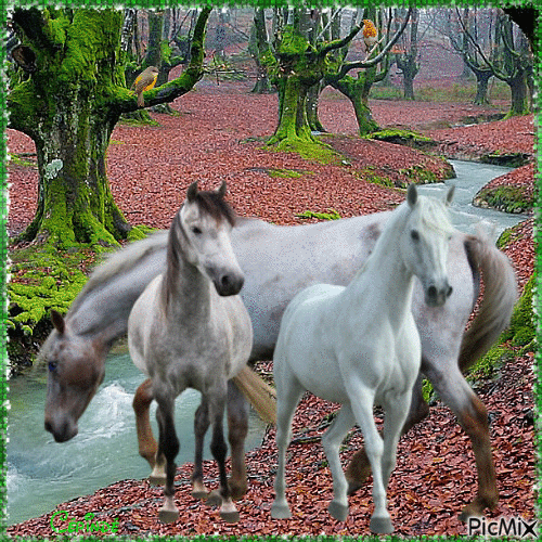 Horses - Безплатен анимиран GIF