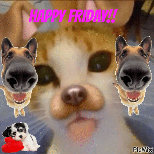 happy friday cat with dog filter - Δωρεάν κινούμενο GIF