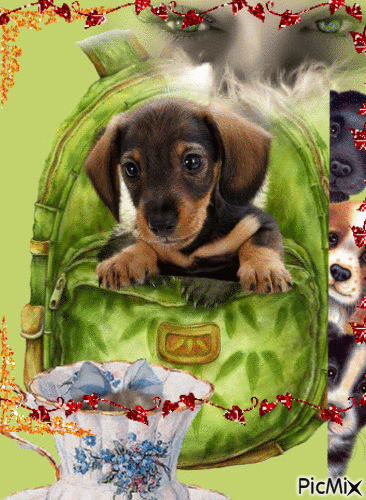 perro en mochila - Δωρεάν κινούμενο GIF