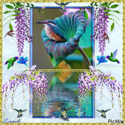 Pássaros - Beija flor - Gratis geanimeerde GIF