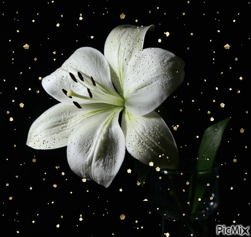 lilia - Darmowy animowany GIF