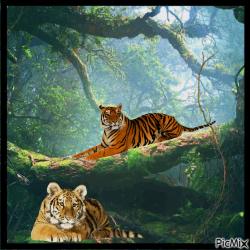 tiger - Δωρεάν κινούμενο GIF