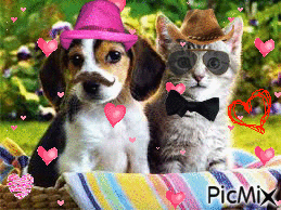 chien et chat trop mignon - Gratis animerad GIF