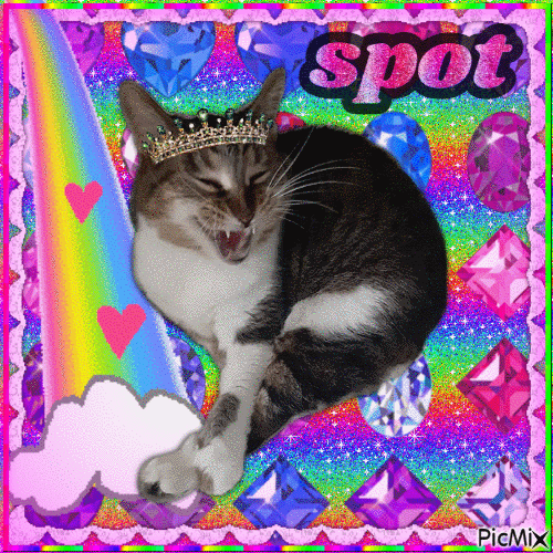 spot the cat rainbow!!! - Zdarma animovaný GIF