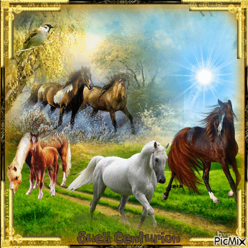 Cavalos Selvagens - GIF animado grátis