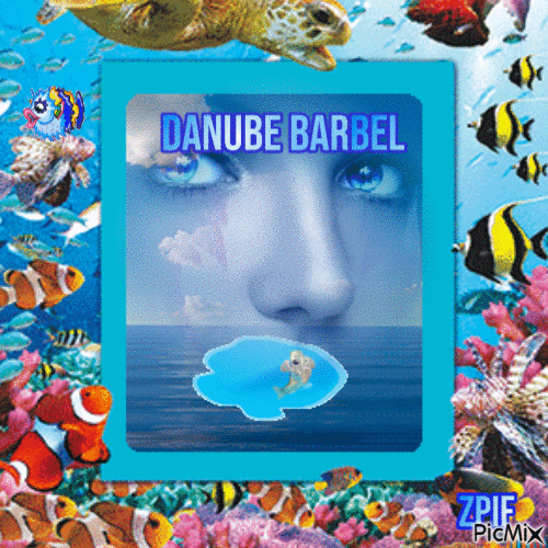 Danube barbel - GIF animé gratuit