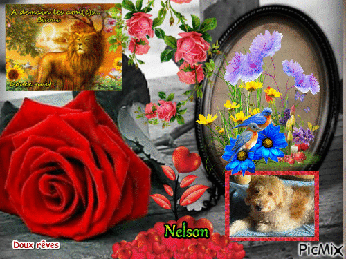Nelson - Δωρεάν κινούμενο GIF
