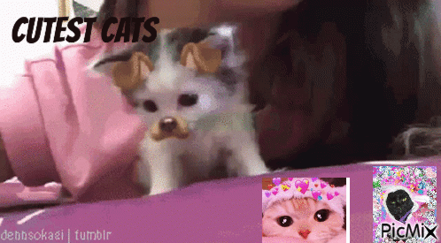 Cutest cats - GIF animé gratuit