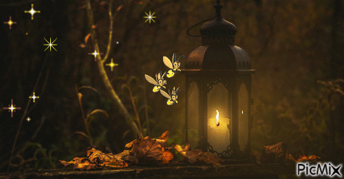 fireflies - Zdarma animovaný GIF