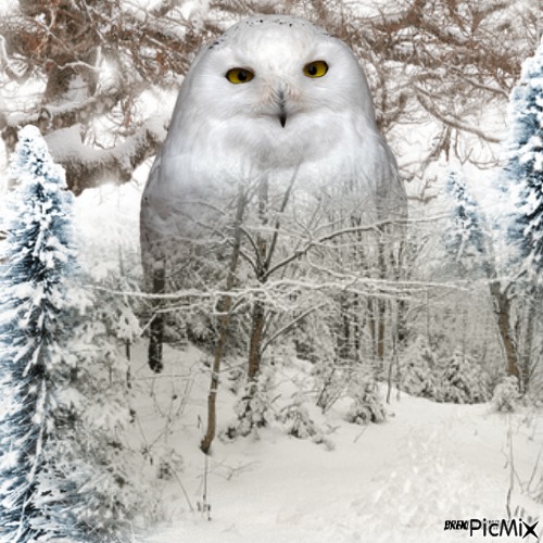 owl - Free PNG