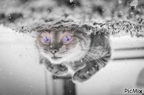 Snow cat. - GIF animado grátis