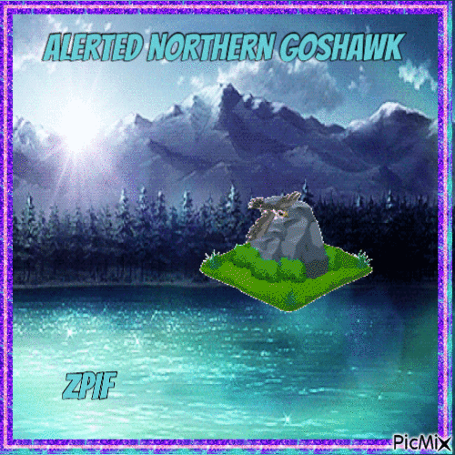 Alerted Northern Goshawk - GIF animado gratis