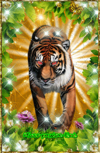 4421030_7fb66.gif (329×500) | Tiger images, Cute pictures, Animals