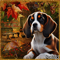 Chien d'automne - Free animated GIF