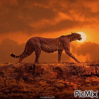 leopard - Gratis animeret GIF