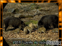2019 l'année du cochone - Zdarma animovaný GIF