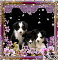 3 dogs geanimeerde GIF