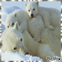 Ours polaires - Gratis animerad GIF