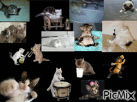 Talentos felinos GIF animé