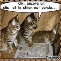 Image rôle de chats - 免费PNG