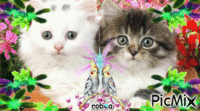 2 chatons qui regarde le photographe анимиран GIF