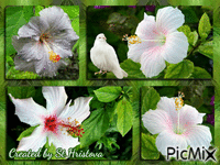 white flowers - Gratis animeret GIF