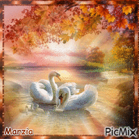 cygne in autumn - Free animated GIF