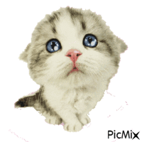 sad dumb cat - GIF animate gratis