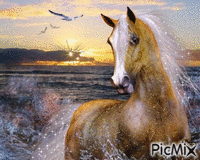 la mer et le cheval - GIF animado gratis