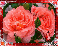 Rosaorange roses.