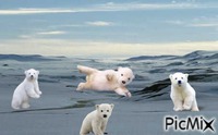 oursons polaire - png gratuito