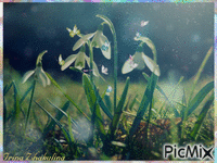 Snowdrops - Free animated GIF