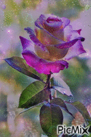 magic rose for you - Δωρεάν κινούμενο GIF