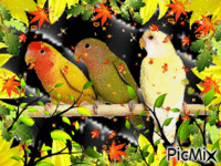 oiseaux анимиран GIF